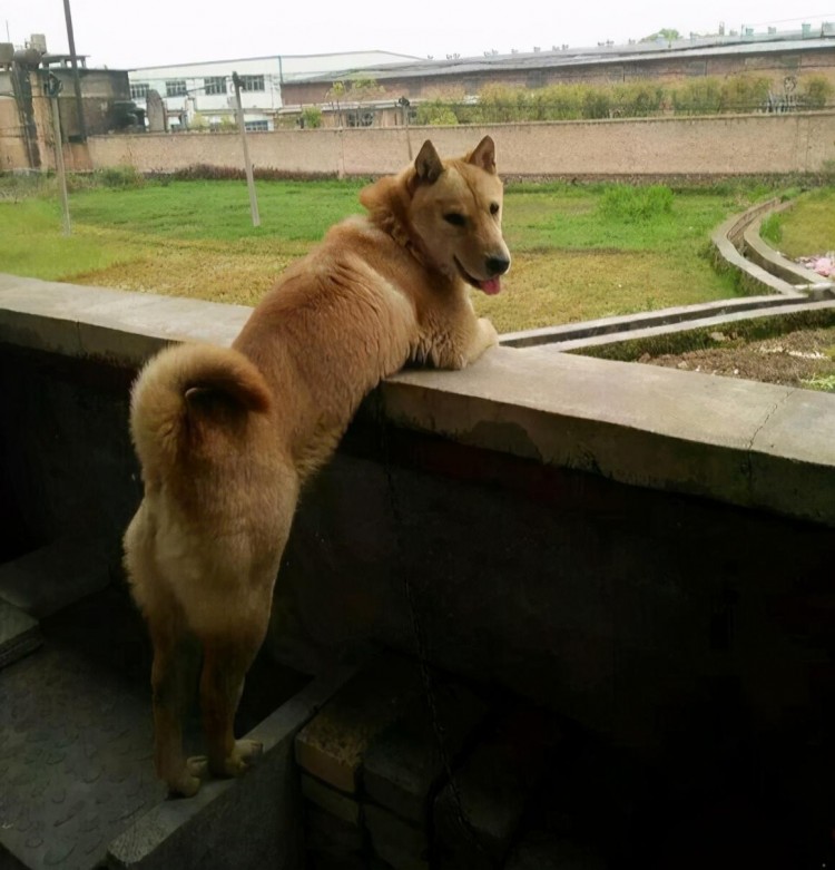 为什么中华田园犬的弃养率越来越高背后有这些原因