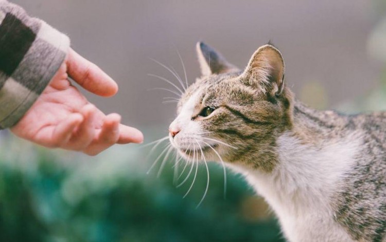 流浪猫为了生存有什么技能？可以卖萌也可以自救，只为生存