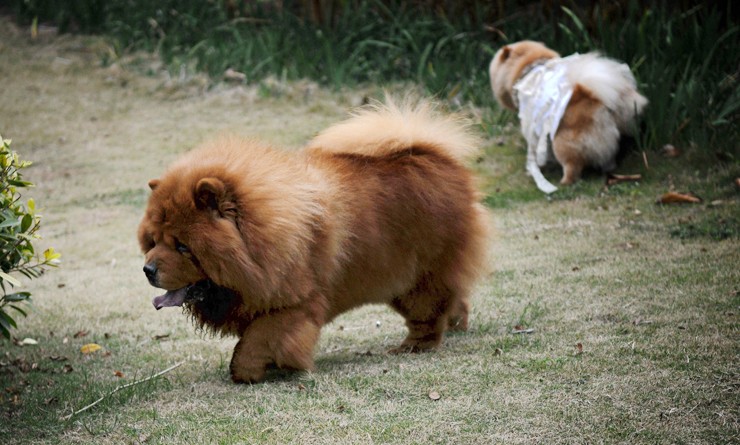 小狮子松狮犬养它的人少原来是这些原因