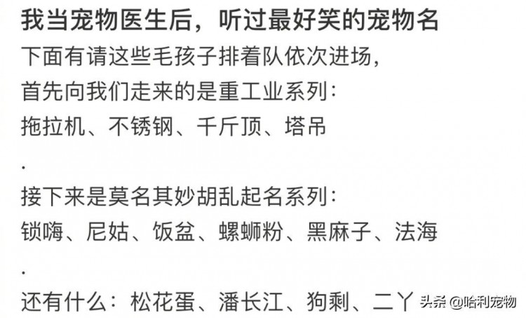 宠物医生分享最好笑的宠物名：拖拉基、不锈钢、千斤顶…