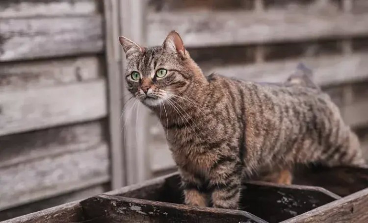 凌晨3点我的猫飘到波士顿来见我最后一面