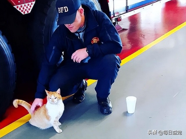 暖心！流浪猫陪消防员站岗3年爱岗敬业的猫咪好棒