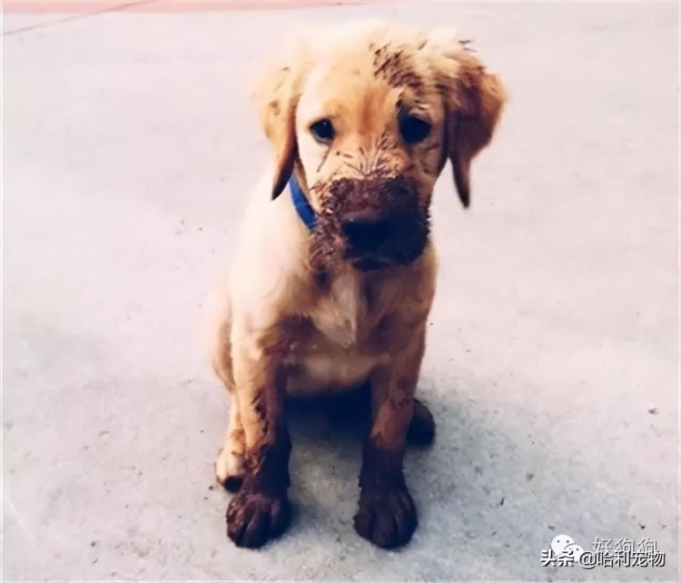 犯错以后的金毛还是那么暖二哈却臭不要脸