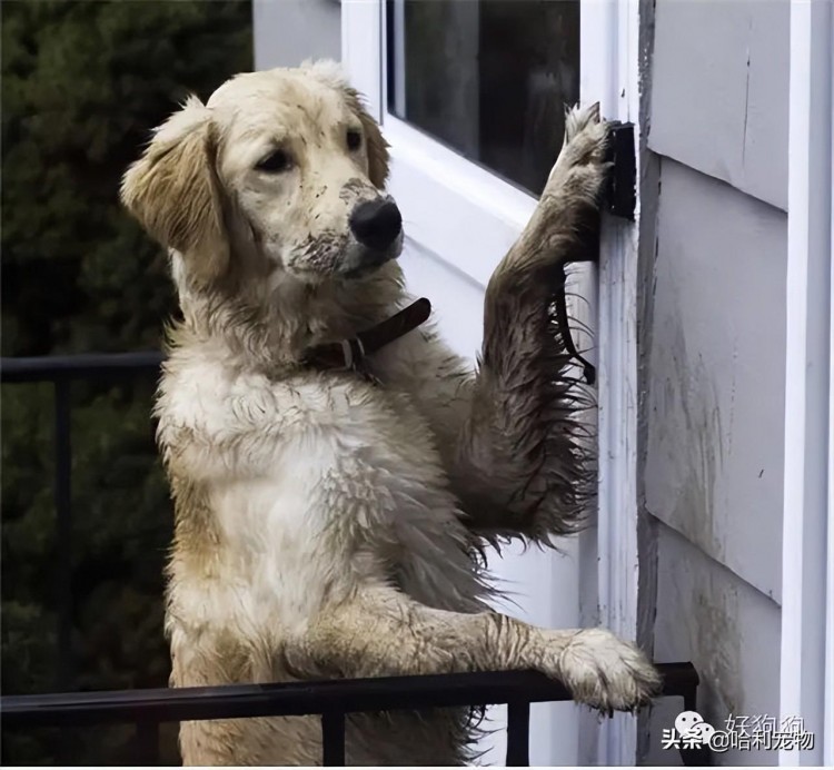 犯错以后的金毛还是那么暖二哈却臭不要脸