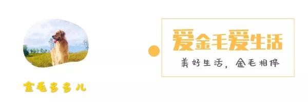 为什么总有人劝你要给狗狗吃狗粮？这4种常见食物，影响狗狗健康