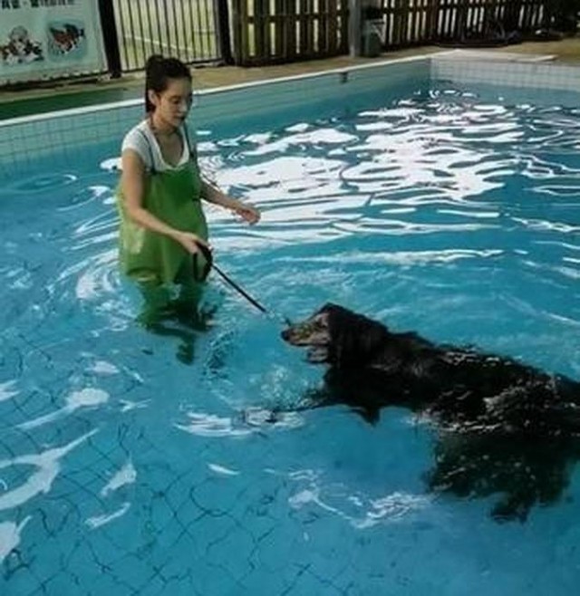 时尚宠儿阿富汗猎犬下水竟变成一团紫菜毛太重游都游不动