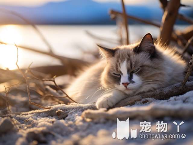 探寻隐藏的秘境——郴州猫王寨